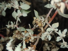 Tidestromia lanuginosa
