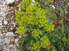 Euphorbia cyparissias