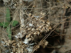 Cuscuta umbellata