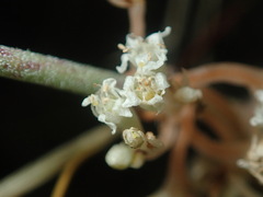 Cuscuta umbellata