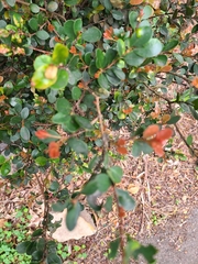 Syzygium elliptifolium