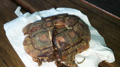 Homopus areolatus