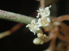Cuscuta umbellata