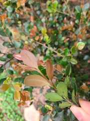 Syzygium elliptifolium