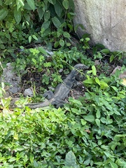 Varanus salvator macromaculatus