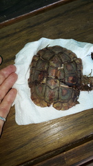 Homopus areolatus