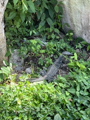 Varanus salvator macromaculatus