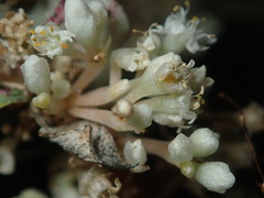 Cuscuta umbellata