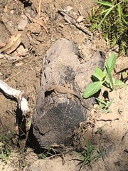 Amphibolurinae