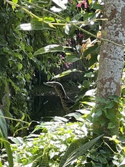 Varanus salvator macromaculatus