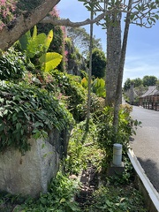 Varanus salvator macromaculatus