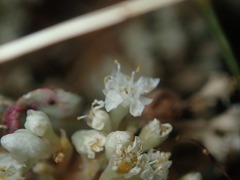 Cuscuta umbellata