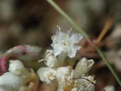 Cuscuta umbellata