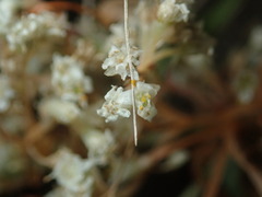 Cuscuta umbellata