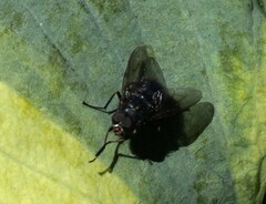 Calliphoroides antennatis