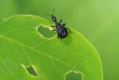 Compsapoderus erythropterus