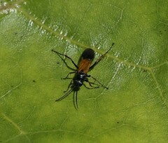 Priocnemis conformis