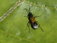 Priocnemis conformis