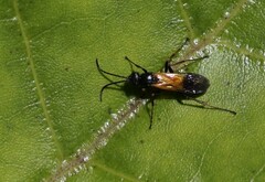 Priocnemis conformis