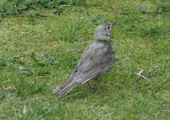 Turdus philomelos clarkei