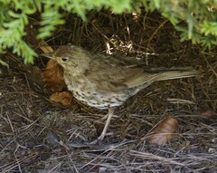 Turdus philomelos clarkei