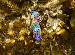 Hypselodoris bennetti