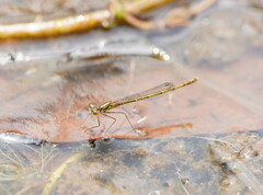 Austrocnemis splendida