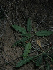 Phacelia integrifolia