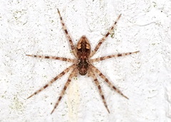 Dolomedes