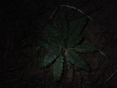 Phacelia integrifolia
