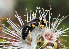 Hylaeus euxanthus