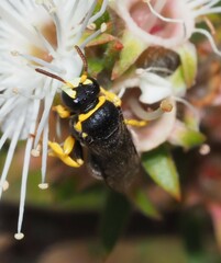 Hylaeus euxanthus