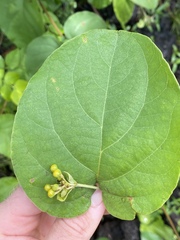 Stigmaphyllon australiense