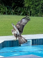 Buteo trizonatus