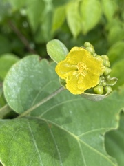 Stigmaphyllon australiense