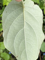 Stigmaphyllon australiense