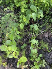 Stigmaphyllon australiense