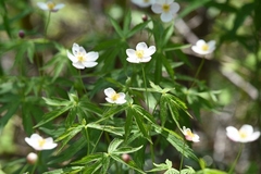 Anemonastrum dichotomum