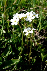 Androsace obtusifolia