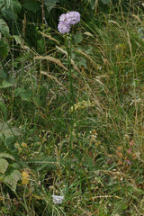 Armeria arenaria