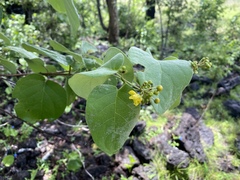 Stigmaphyllon australiense