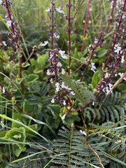 Coleus hadiensis