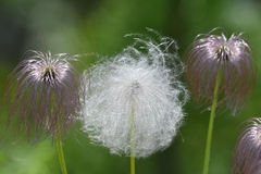 Pulsatilla dahurica