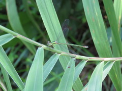 Lestes temporalis