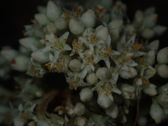 Cuscuta umbellata
