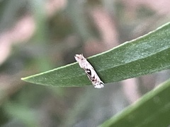 Spilonota constrictana