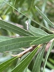 Spilonota constrictana