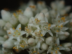 Cuscuta umbellata