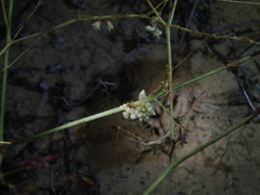 Cuscuta umbellata