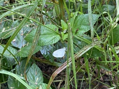 Leptosia nina